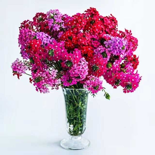 Verbena -  Sweetheart Kisses