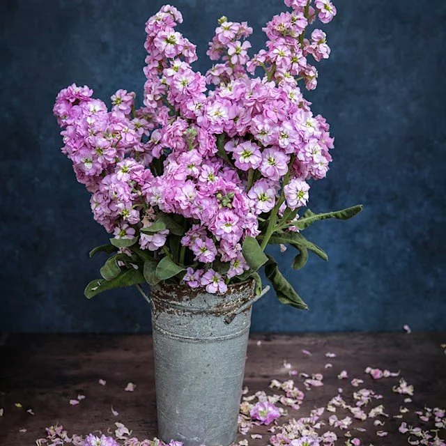 Stock -  Chanter Alto Light Pink