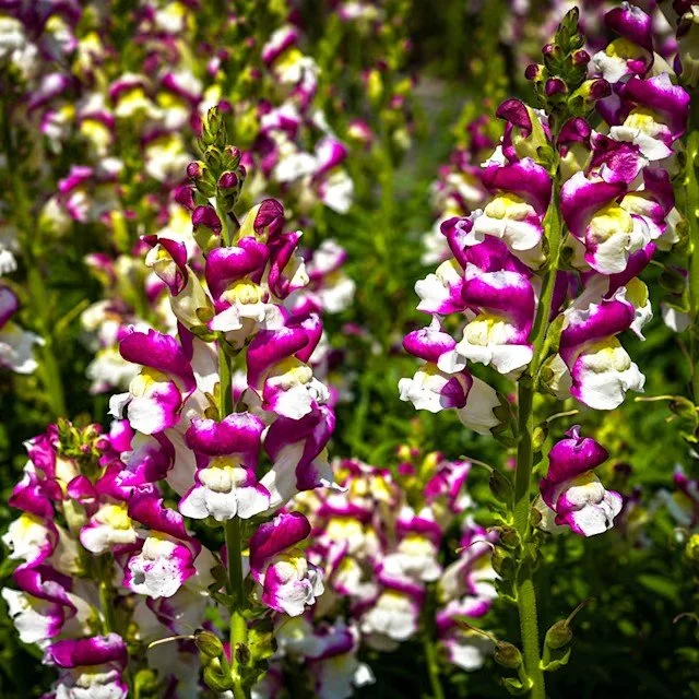 Snapdragon -  Cherry Twist