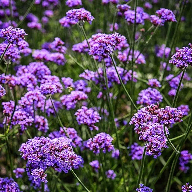 seed-packet-verbena-vanity-fsn-lss-dsc_0223.jpg