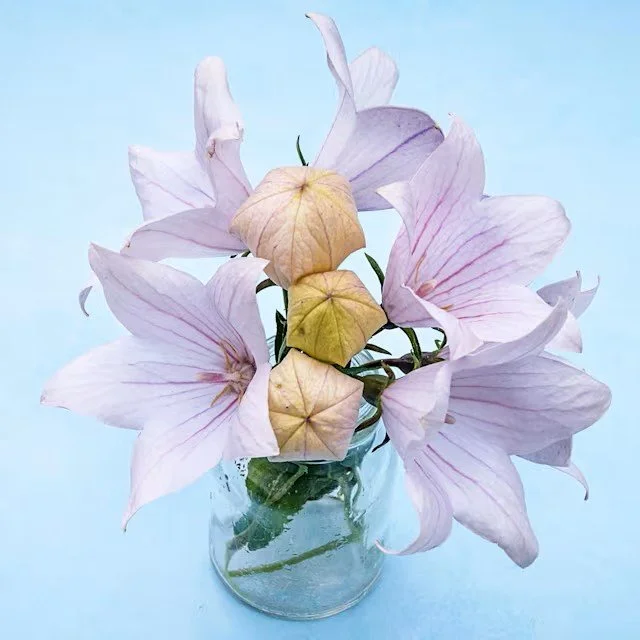 balloon-flower-fuji-pink-lss-dsc_5106.jpg