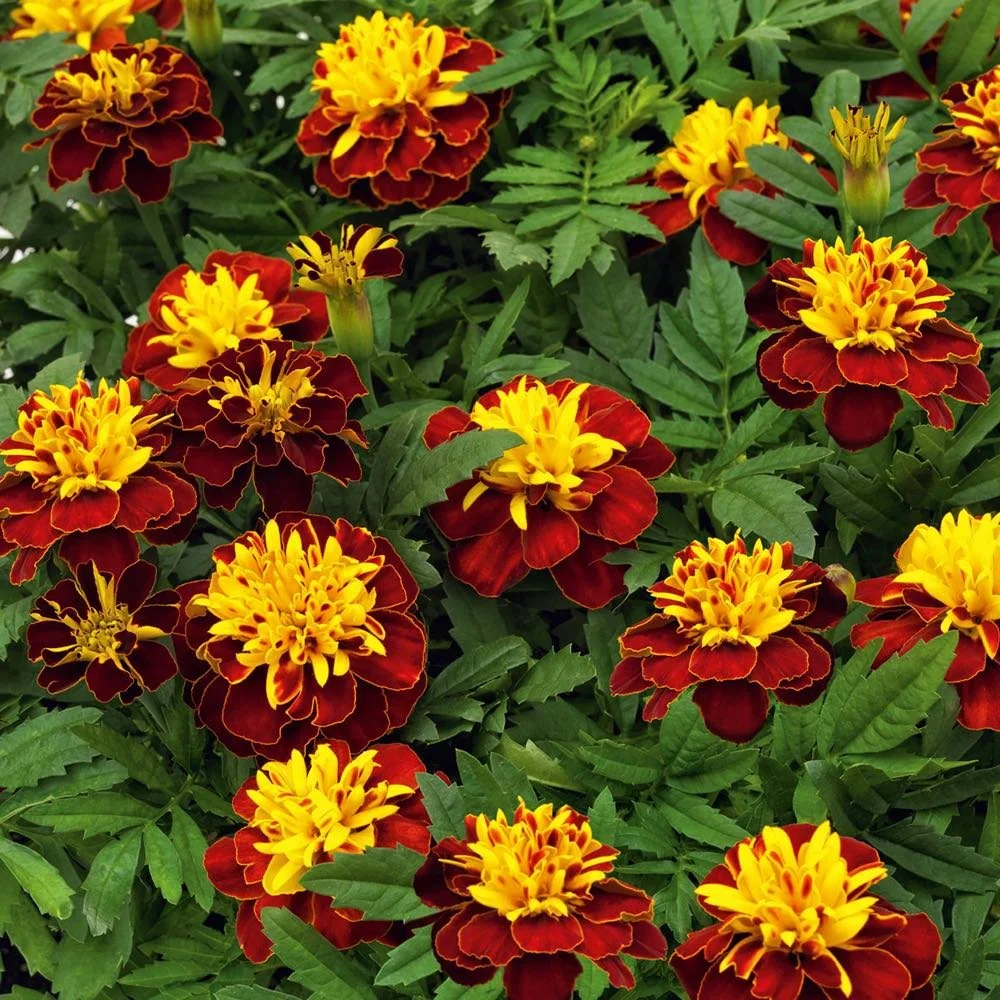 Marigold - Super Hero Spry