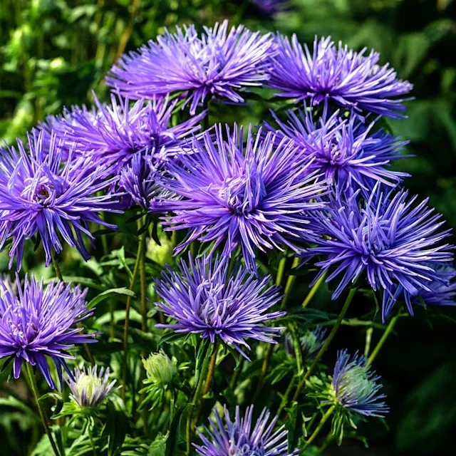Aster -  Valkyrie Purple