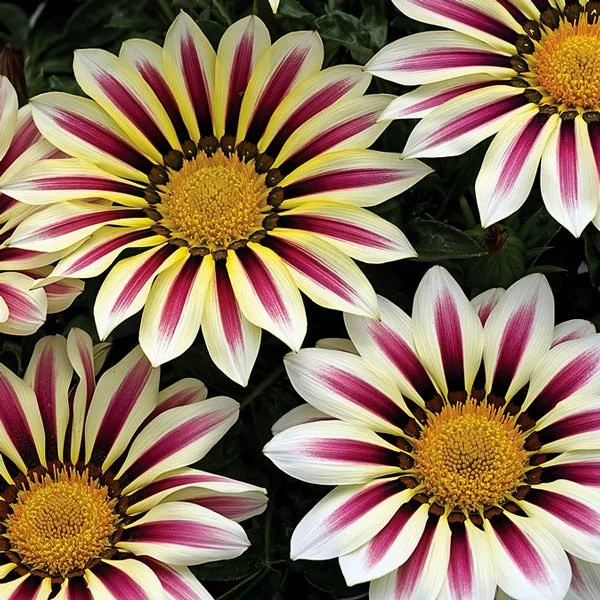 Gazania - Big Kiss White Flame