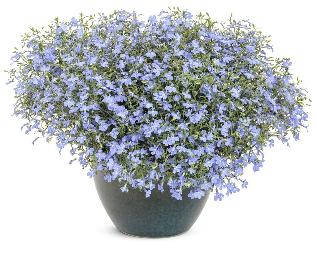 lobelia_laguna_sky_blue_improved_mono.jpg