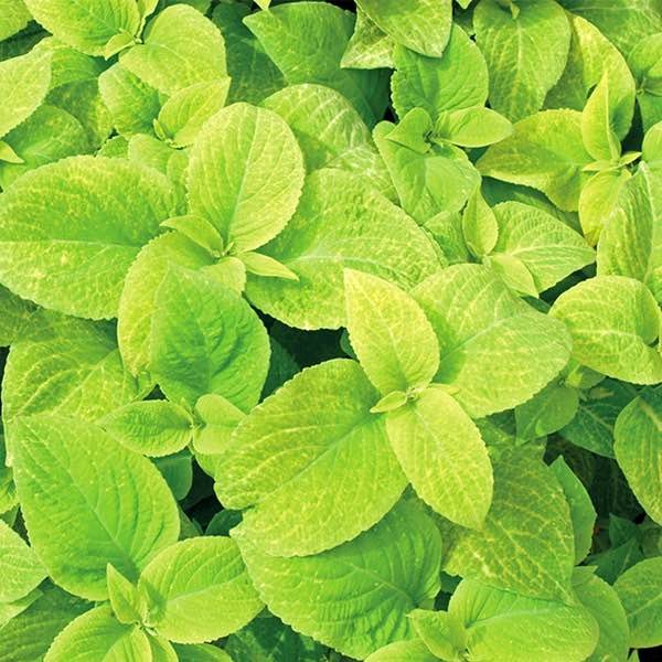 Coleus - Wizard Golden