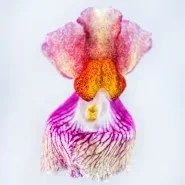 Snapdragon -  Tetra Mix