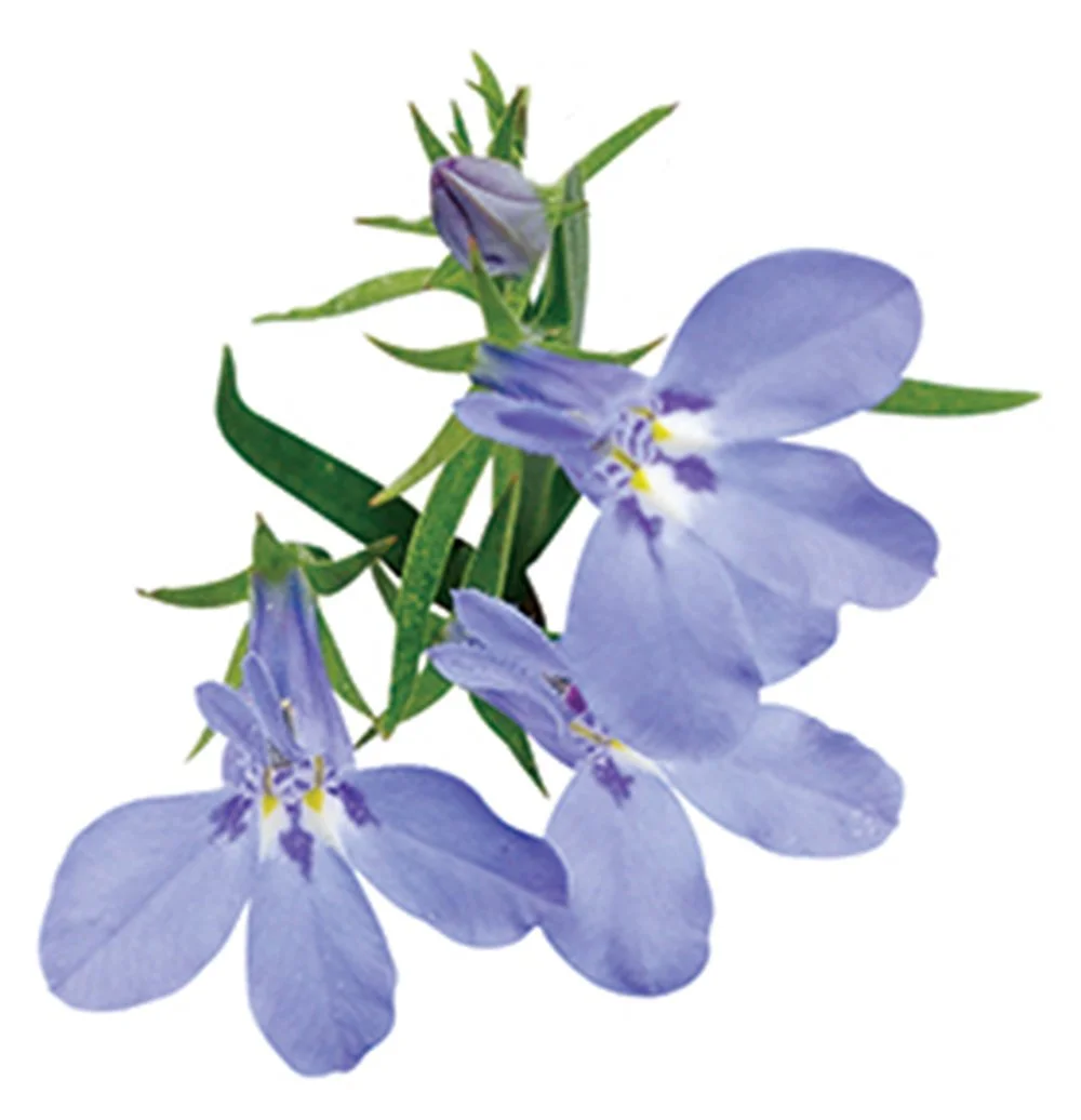 laguna_sky_blue_lobelia_macro.jpg