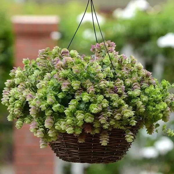 ornamental-oregano-kirigami-plant.jpg