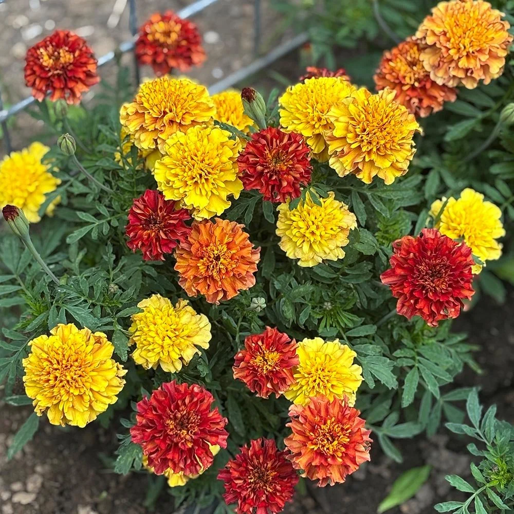 Marigold - Strawberry Blonde