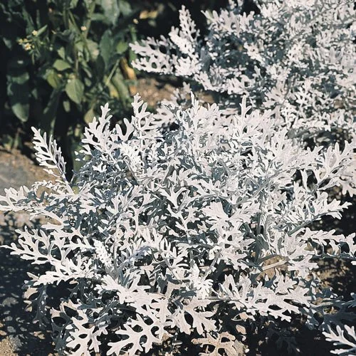 Dusty Miller - Silverdust