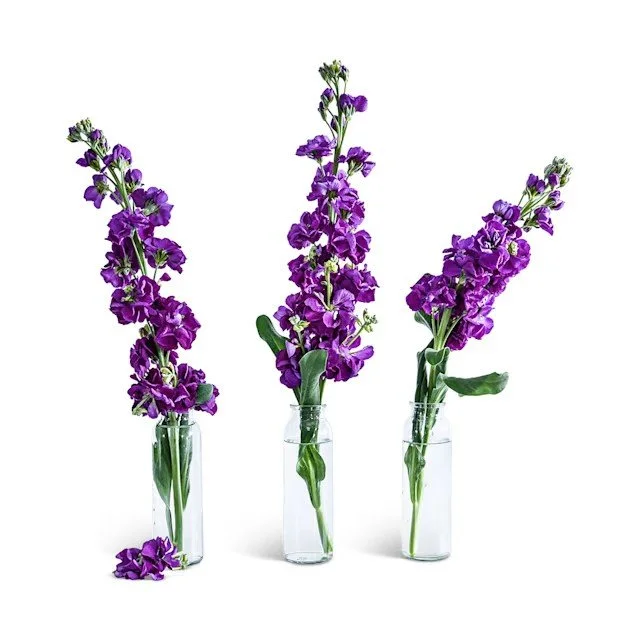 Stock -  Murasaki No Uta