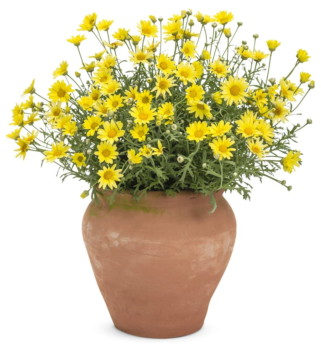 argyranthemum_golden_butterfly_mono.jpg