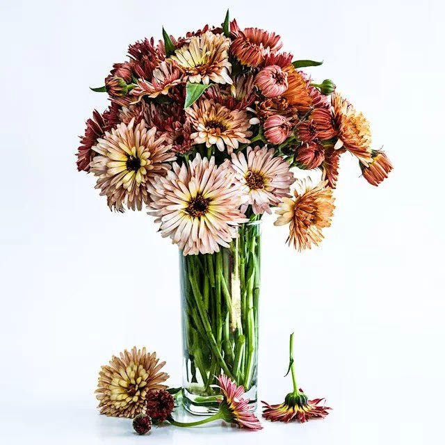 calendula-strawberry-blonde-lss-dsc_7229.jpg