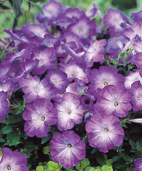 Petunia - Merlin Blue Morn