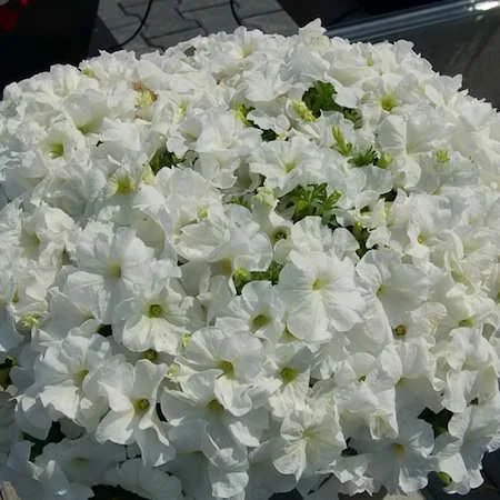Petunia - Mambo White
