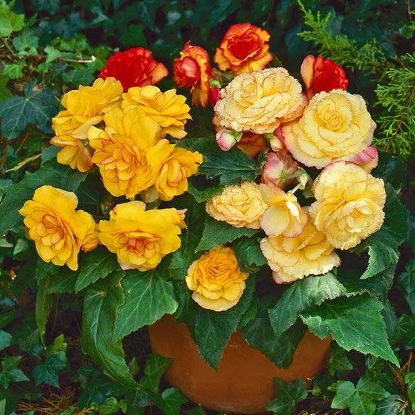 Begonia - On Top Sunset Shades