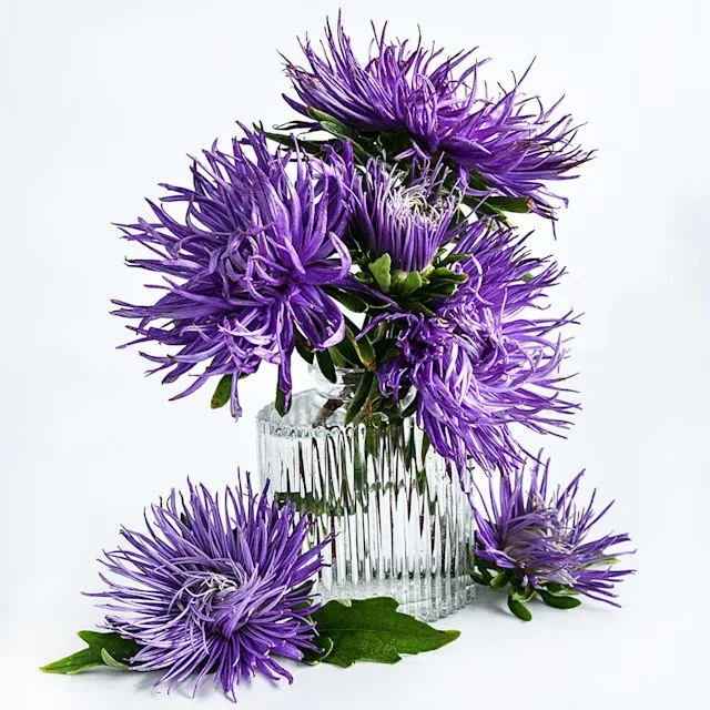 seed-packet-aster-chinese-valkyrie-purple-lss-dsc_0321.jpg