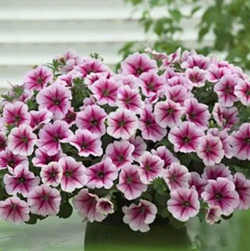 Petunia - Opera Supreme Raspberry Ice