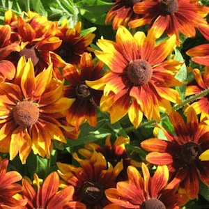 Rudbeckia - Orange Fudge