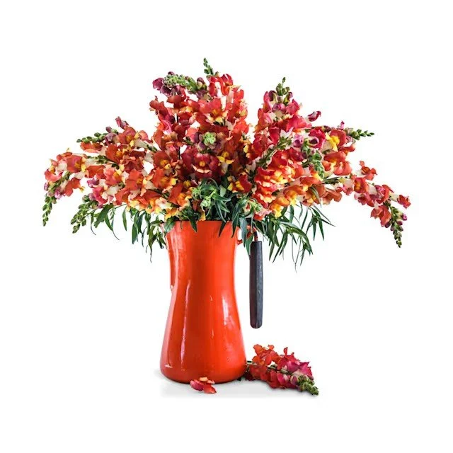 Snapdragon -  Rembrandt