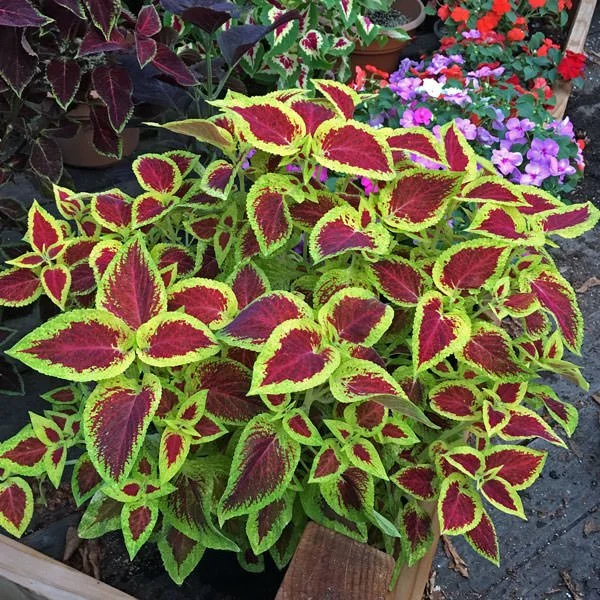 Coleus - Wizard Scarlet