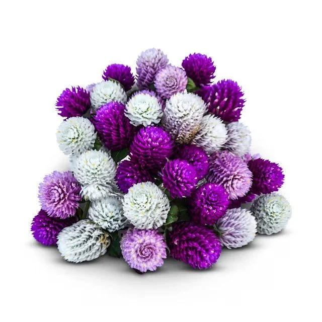 FL189-Gomphrena_Globosa_Mixed_bsej4j.jpg