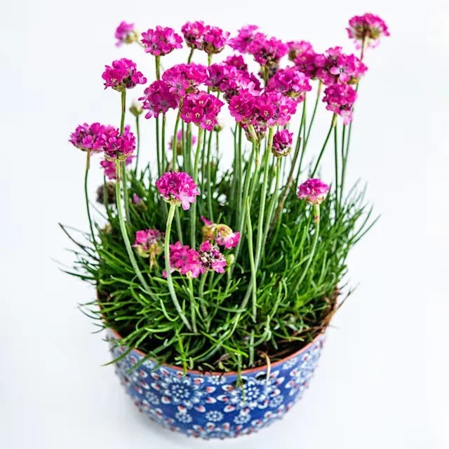 armeria-morning-star-deep-rose-lss-dsc_1024.jpg