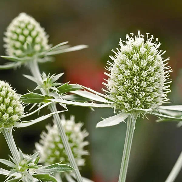 Sea Holly - White Glitter