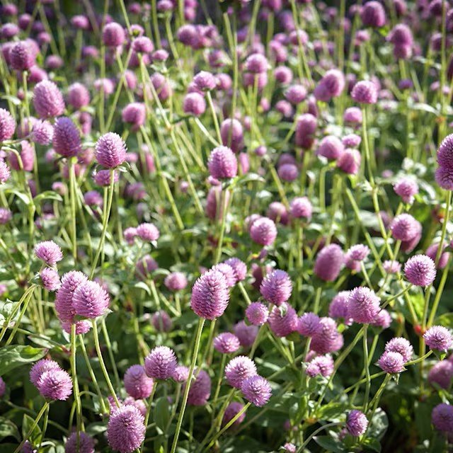 gomphrena_salmon_pastel_lss_dsc_2545_850x850.jpg