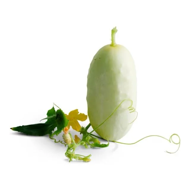 Cucumber -  Miniature White