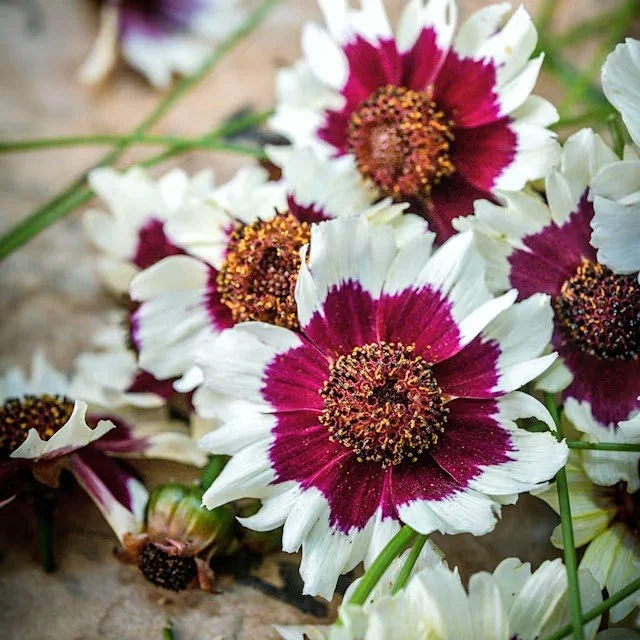 Coreopsis -  Incredible Swirl