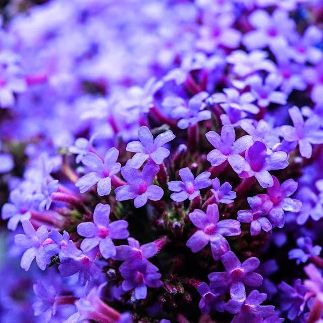 Verbena -  Vanity