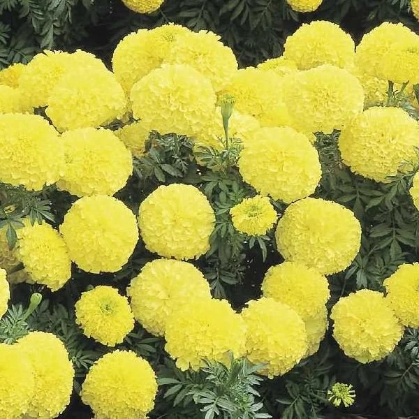 Marigold - Inca 2 Primrose
