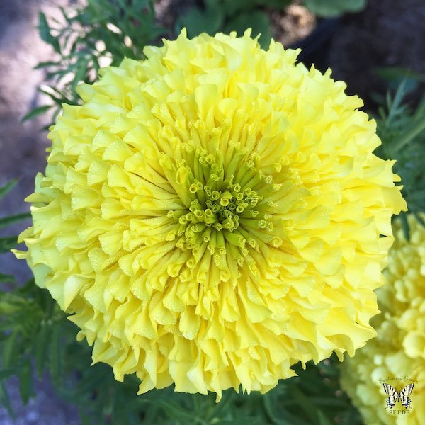 marigold-inca-2-primrose-macro.jpg