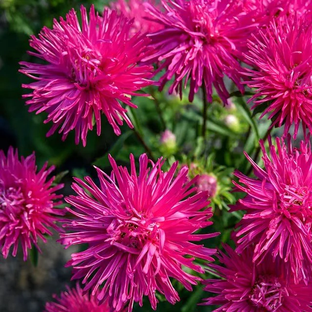 Aster -  Valkyrie Scarlet