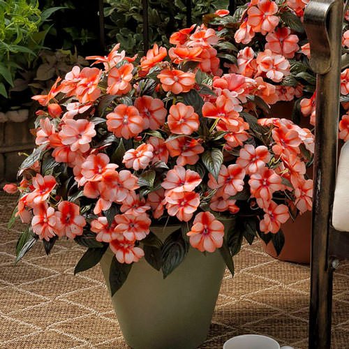 impatiens-florific-sweet-orange-new-guinea (1).jpg