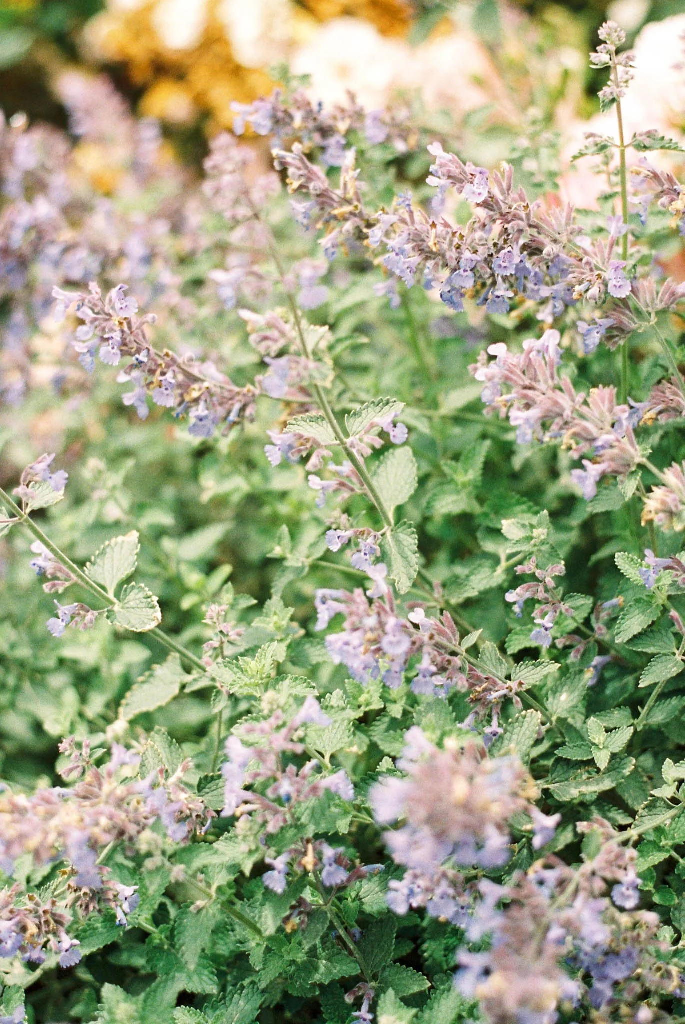 Close-up of blooming lavender flowers with green leaves.
