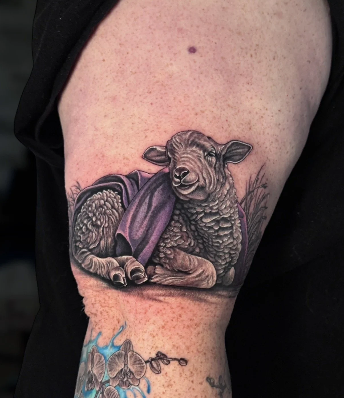 Realistic lamb tattoo with purple drapery, by Chris Kennedy.