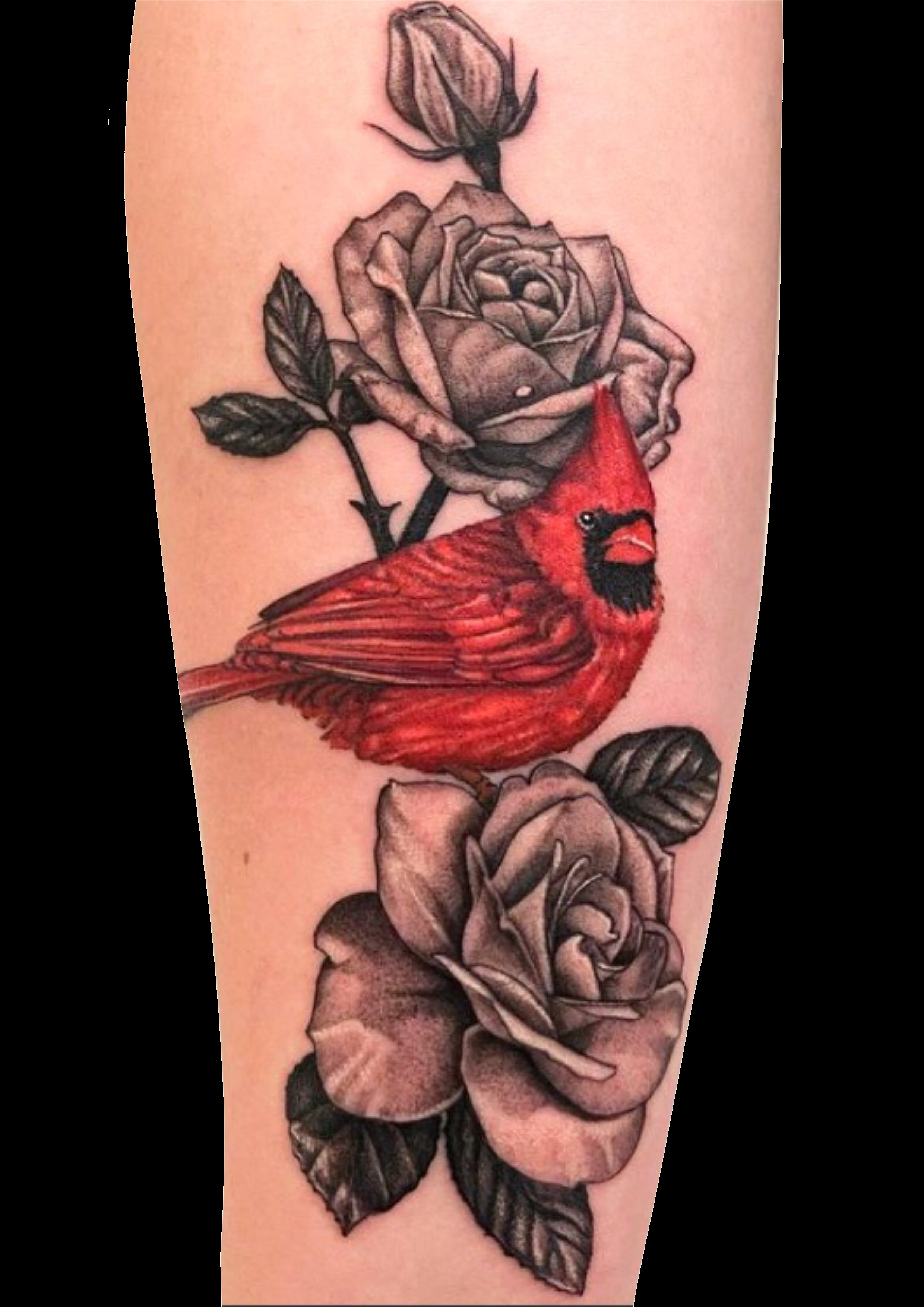 Red cardinal bird tattoo framed by black and grey roses.