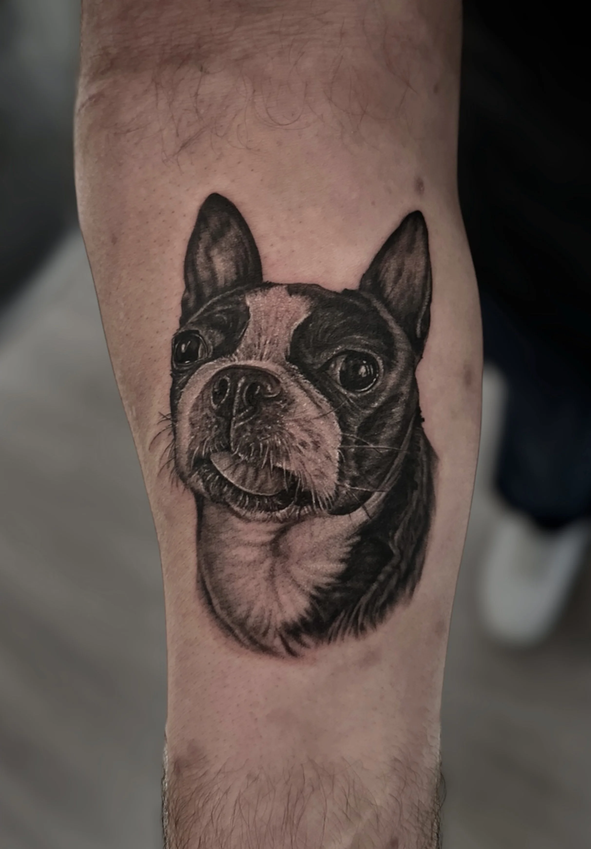 Black and grey Boston terrier portrait tattoo by Chris Kennedy.