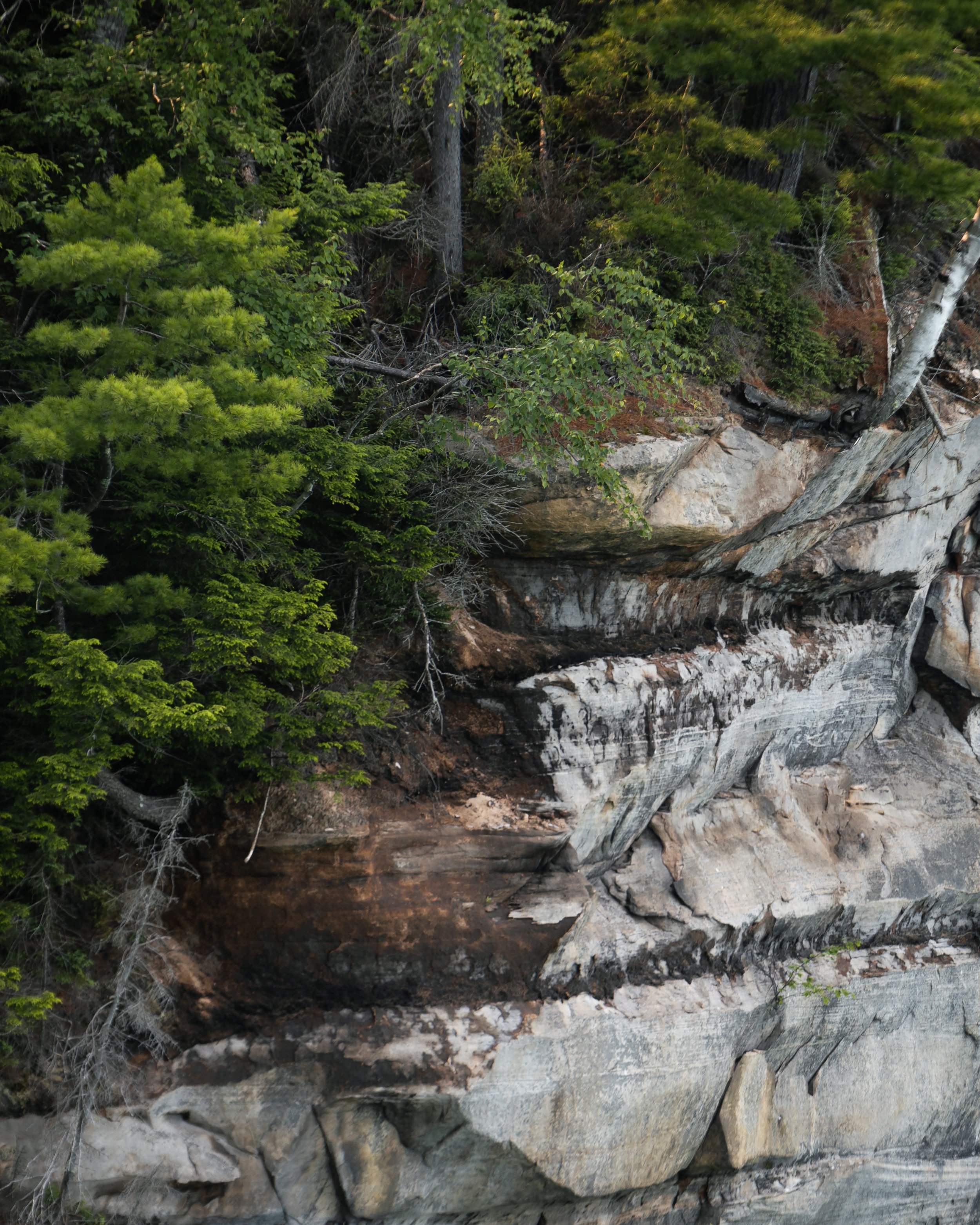 IMG_9245_leafy_cliff.jpg