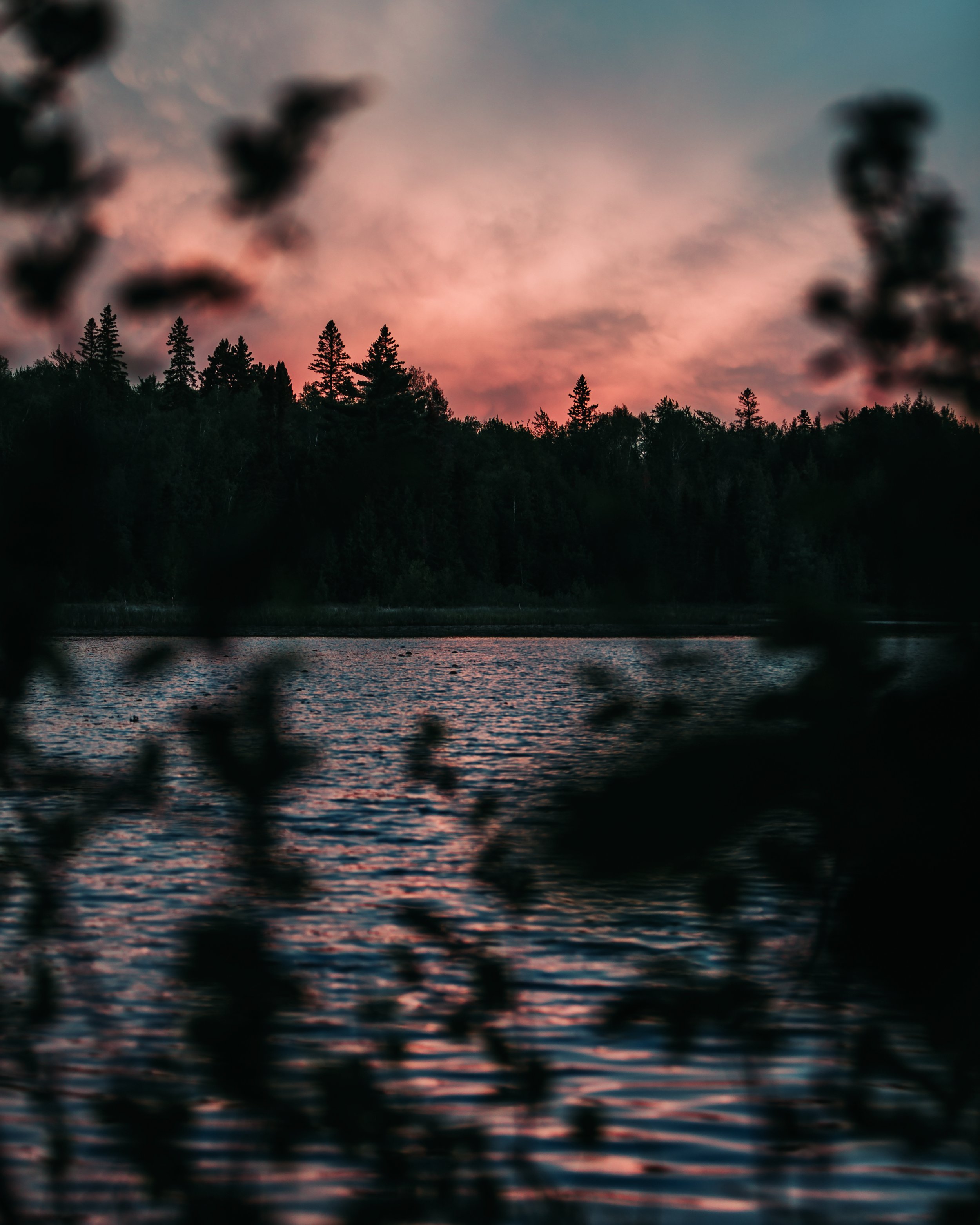 IMG_3538_Blackbear_sunset_pink.jpg