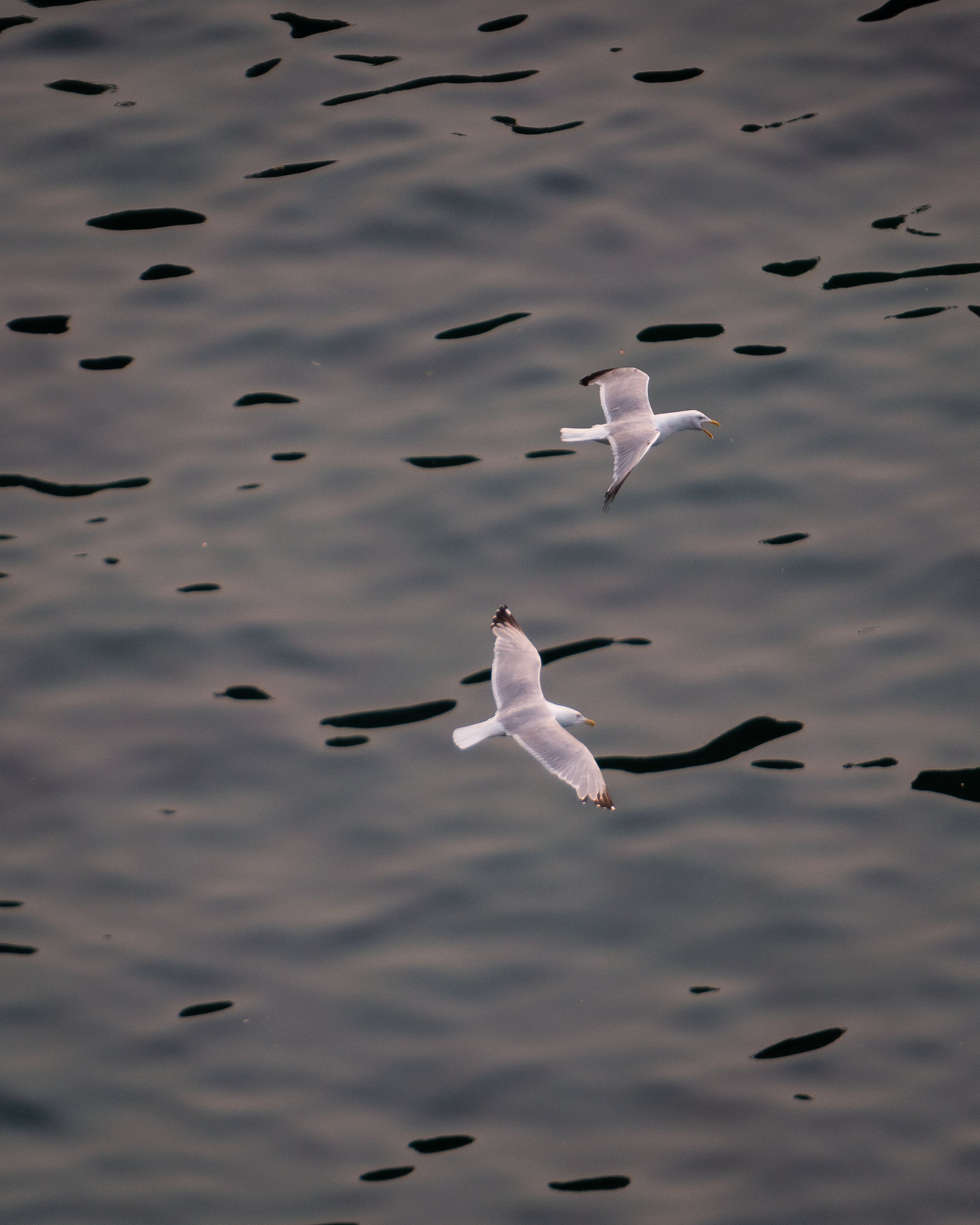 IMG_9357_goldenwater_gull.jpg