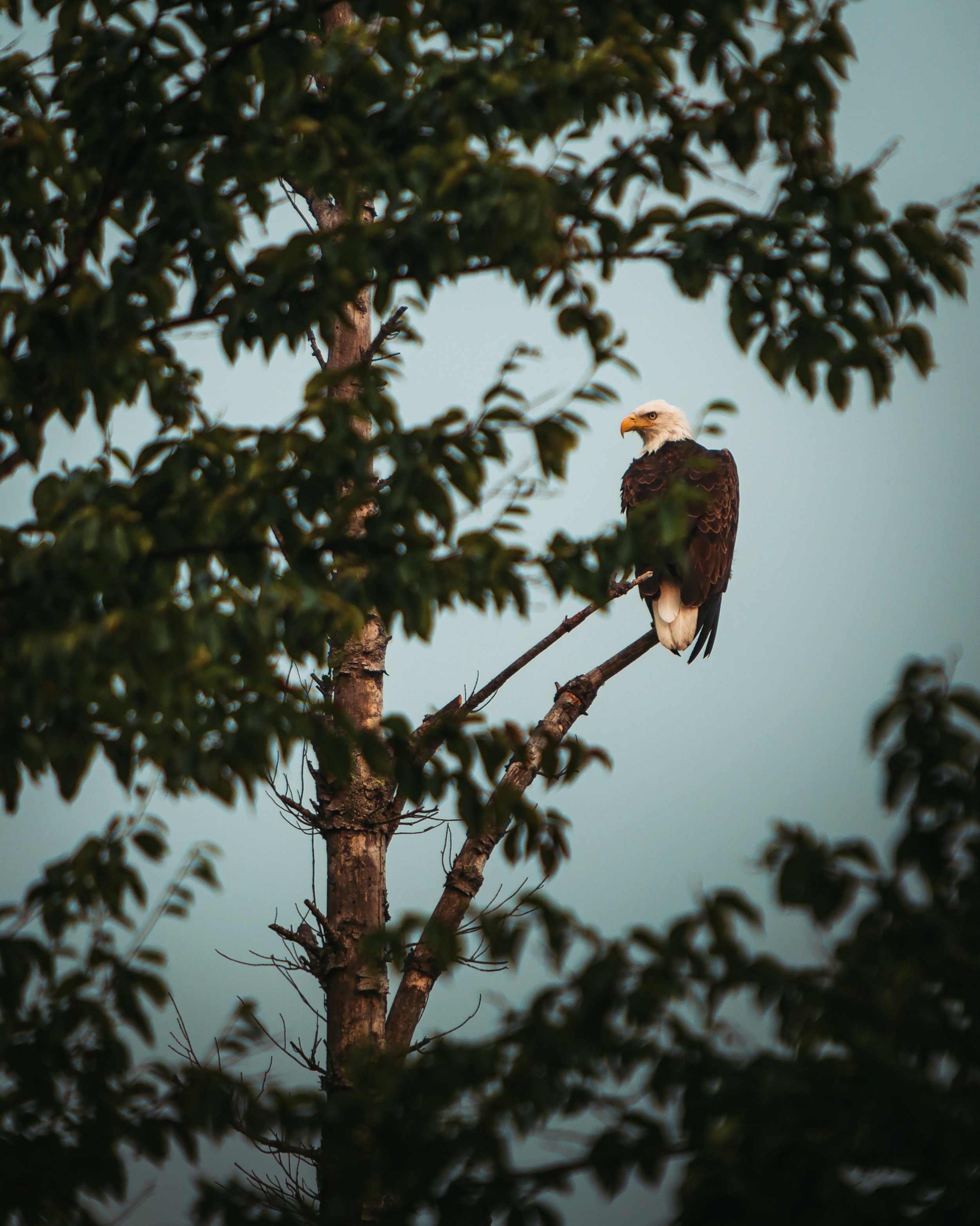 IMG_9779_Eagle_perched.jpg