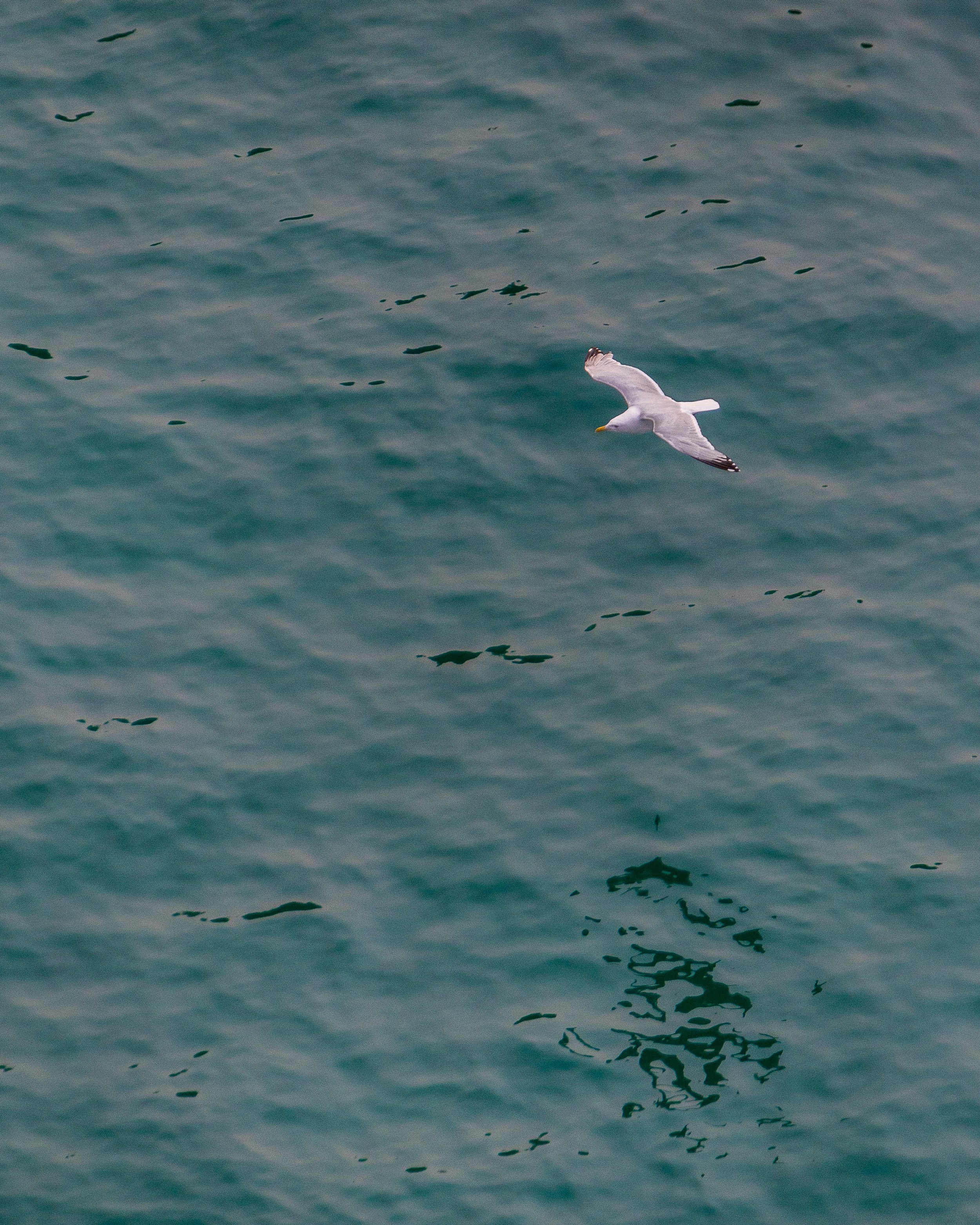 IMG_9366_bluegull.jpg