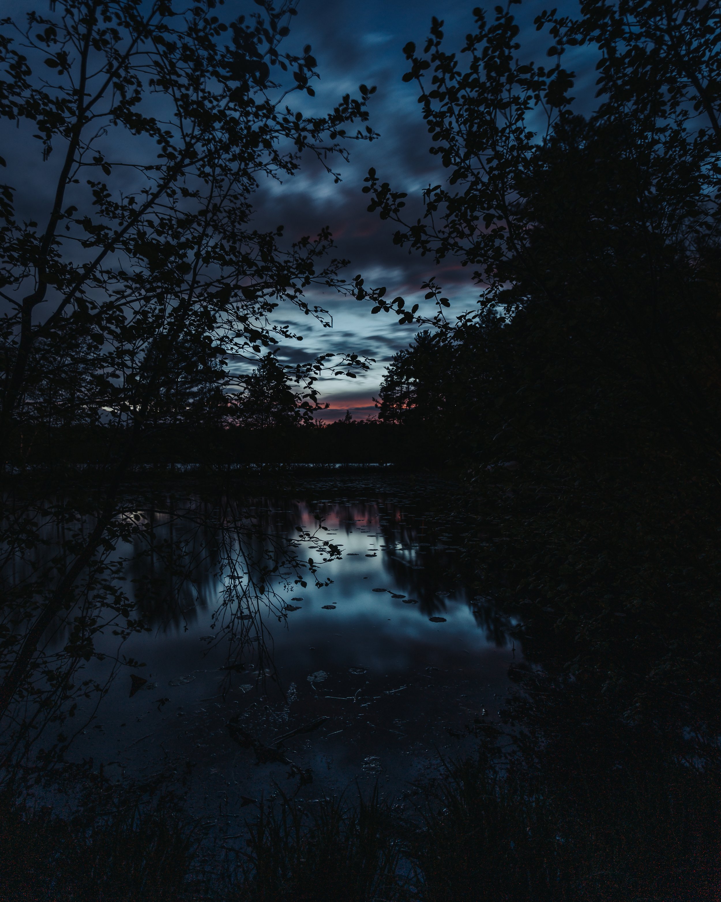 IMG_3329_bluehour_throughbushes.jpg