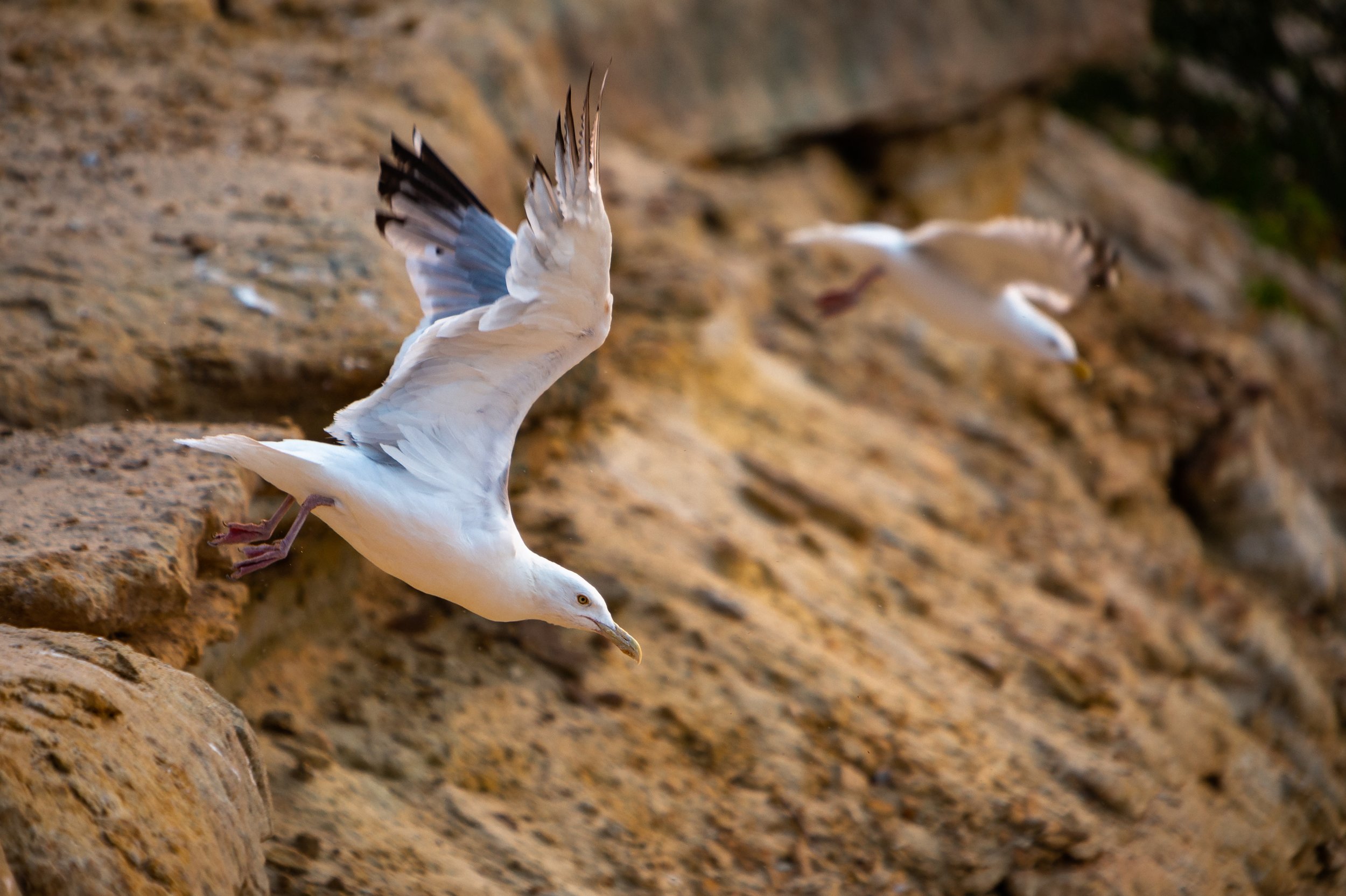 IMG_9572_Seagull_launch.jpg