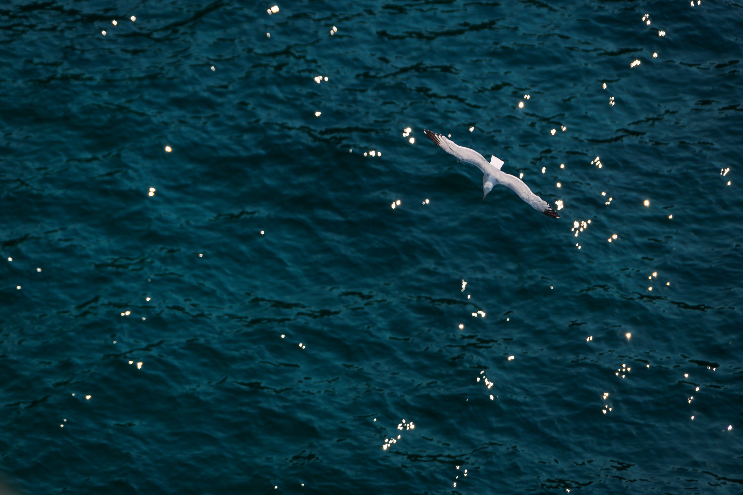 IMG_7004_seagull_water.jpg