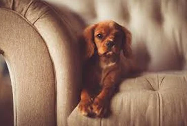 lifestyle photography pet portrait 1.jpg